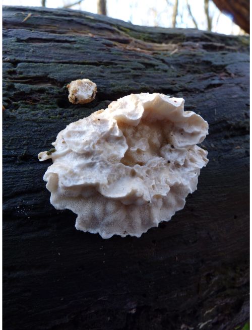 Fruit body (susp. Postia subcaesia) on aspen in Brentwood, UK.